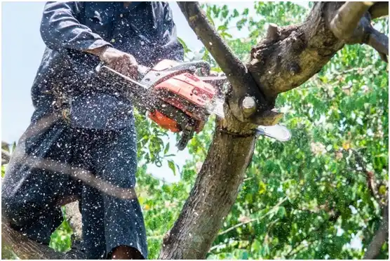 tree services Yankton